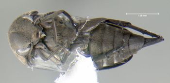 Media type: image;   Entomology 604093 Aspect: habitus ventral view